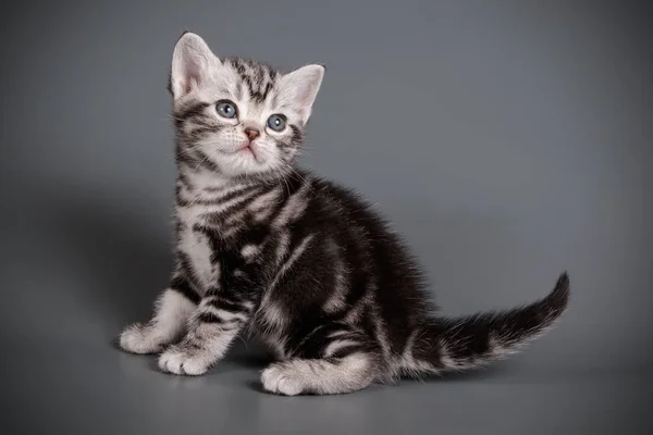 Studioaufnahmen Einer Amerikanischen Kurzhaarkatze Auf Farbigem Hintergrund — Stockfoto