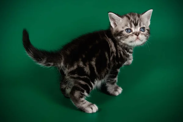 着色された背景のアメリカンショートヘア猫のスタジオ撮影 — ストック写真