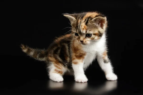 Студійна Фотозйомка Американська Короткошерста Кішка Кольорові Столу — стокове фото