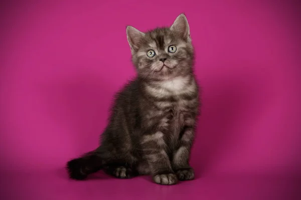 Στούντιο Φωτογραφίας Της Σκωτίας Ευθεία Στενογραφία Γάτα Έγχρωμα Φόντα — Φωτογραφία Αρχείου