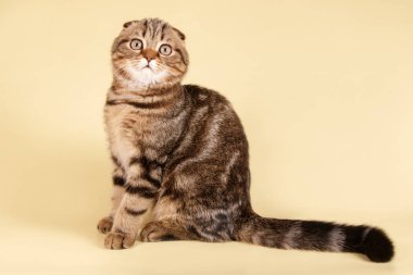 Bir İskoç fold stenografi kedi renkli arka plan üzerinde fotoğraf stüdyosu