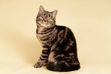 stüdyo fotoğrafçılığı renkli arka plan üzerinde bir İskoç düz stenografi kedi