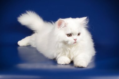 Bir İskoç düz longhair kedi renkli arka plan üzerinde fotoğraf stüdyosu