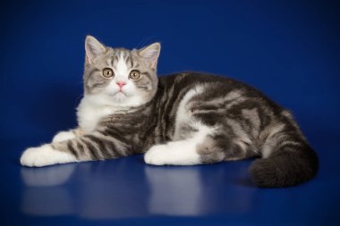 stüdyo fotoğrafçılığı renkli arka plan üzerinde bir İskoç düz stenografi kedi