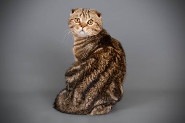 Bir İskoç fold stenografi kedi renkli arka plan üzerinde fotoğraf stüdyosu