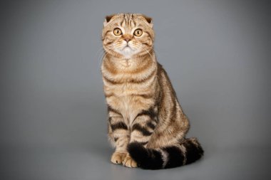 Bir İskoç fold stenografi kedi renkli arka plan üzerinde fotoğraf stüdyosu