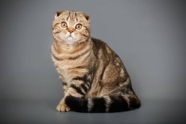 Bir İskoç fold stenografi kedi renkli arka plan üzerinde fotoğraf stüdyosu