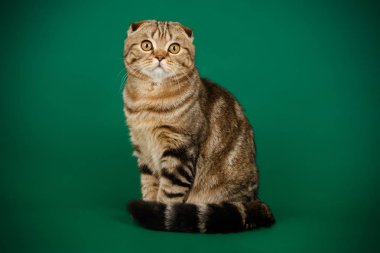 Bir İskoç fold stenografi kedi renkli arka plan üzerinde fotoğraf stüdyosu