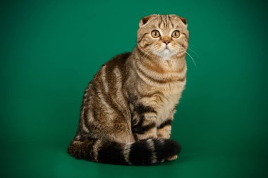 Bir İskoç fold stenografi kedi renkli arka plan üzerinde fotoğraf stüdyosu