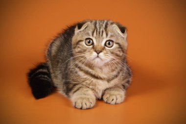 Bir İskoç fold stenografi kedi renkli arka plan üzerinde fotoğraf stüdyosu