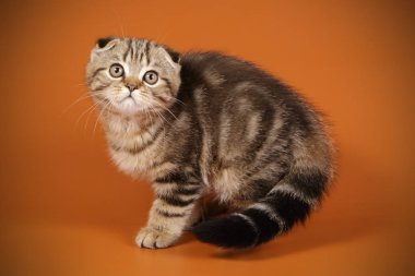 Bir İskoç fold stenografi kedi renkli arka plan üzerinde fotoğraf stüdyosu