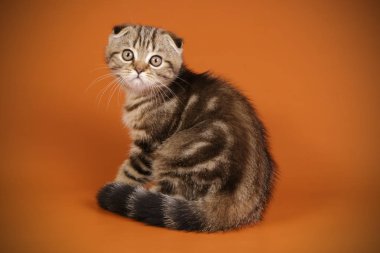 Bir İskoç fold stenografi kedi renkli arka plan üzerinde fotoğraf stüdyosu