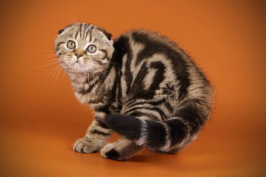 Bir İskoç fold stenografi kedi renkli arka plan üzerinde fotoğraf stüdyosu