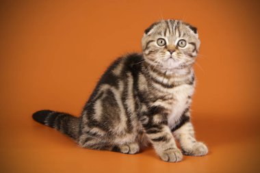 Bir İskoç fold stenografi kedi renkli arka plan üzerinde fotoğraf stüdyosu