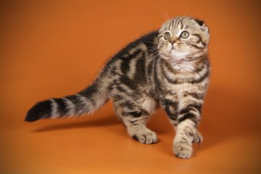 Bir İskoç fold stenografi kedi renkli arka plan üzerinde fotoğraf stüdyosu