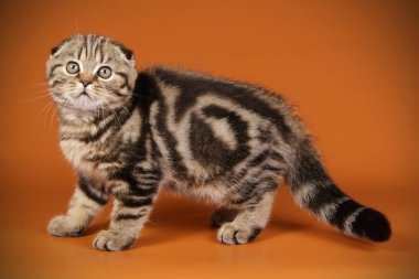 Bir İskoç fold stenografi kedi renkli arka plan üzerinde fotoğraf stüdyosu