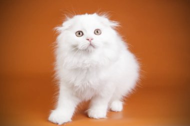 bir İskoç fold longhair kedi renkli arka plan üzerinde fotoğraf stüdyosu