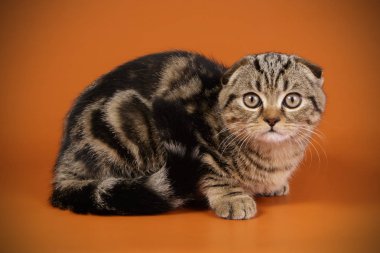 Bir İskoç fold stenografi kedi renkli arka plan üzerinde fotoğraf stüdyosu