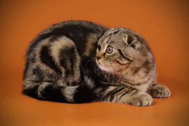 Bir İskoç fold stenografi kedi renkli arka plan üzerinde fotoğraf stüdyosu