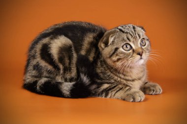 Bir İskoç fold stenografi kedi renkli arka plan üzerinde fotoğraf stüdyosu