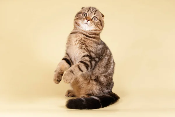 Студийная Фотография Шотландской Короткошерстной Кошки Цветном Фоне — стоковое фото