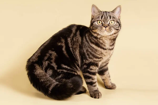 stüdyo fotoğrafçılığı renkli arka plan üzerinde bir İskoç düz stenografi kedi