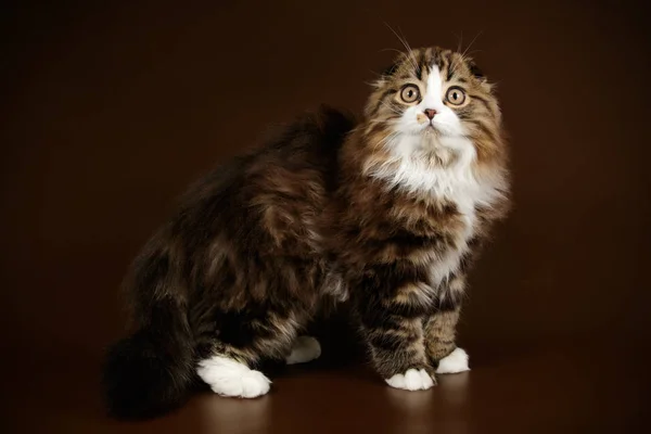 bir İskoç fold longhair kedi renkli arka plan üzerinde fotoğraf stüdyosu