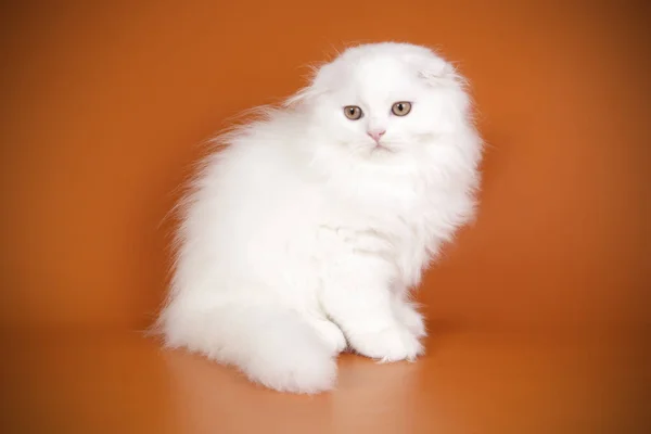 Fotografia Estúdio Gato Escocês Dobra Longhair Fundos Coloridos — Fotografia de Stock