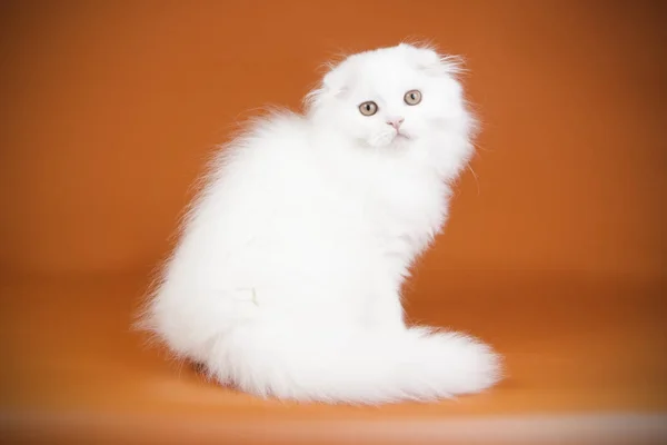 Estudio Fotografía Gato Pelo Largo Pliegue Escocés Sobre Fondos Color —  Fotos de Stock