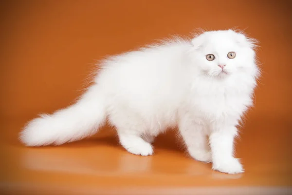 Studio Photography Scottish Fold Longhair Cat Colored Backgrounds — Stock Photo, Image