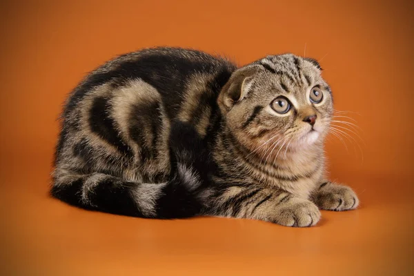 Fotografía Estudio Gato Taquigrafía Pliegue Escocés Sobre Fondos Color —  Fotos de Stock