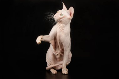 Don Sphynx kedi renkli arka plan üzerinde