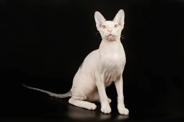 Don Sphynx Cat Kolorowe Tło — Zdjęcie stockowe