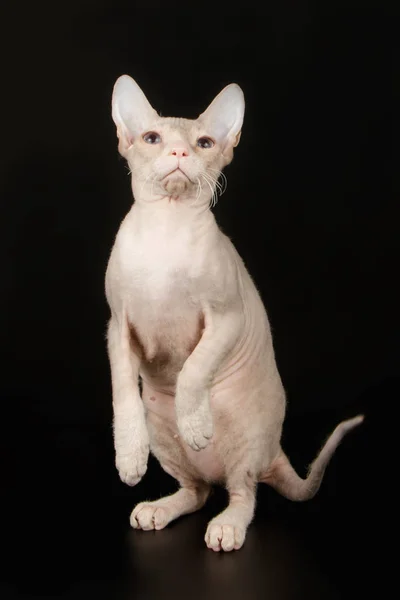 배경에 Sphynx 고양이 — 스톡 사진