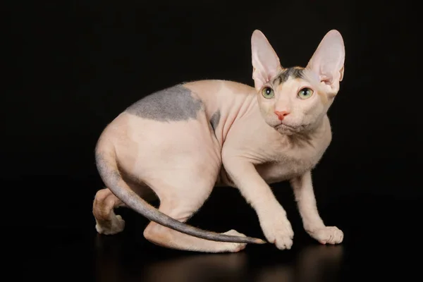 Don Sphynx Katt Färgad Bakgrund — Stockfoto