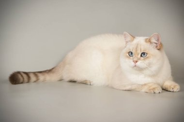 renkli arka plan üzerinde İskoç düz stenografi kedi