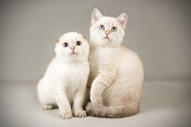 Renkli arka plan üzerinde İskoç kedi