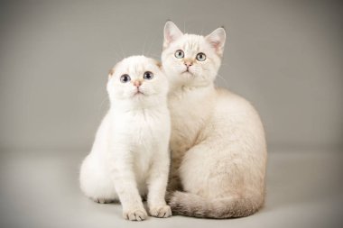 Renkli arka plan üzerinde İskoç kedi