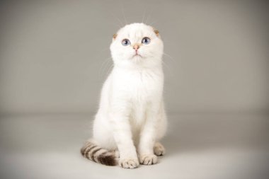 İskoç fold stenografi kedi renkli arka plan üzerinde