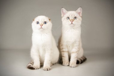 Renkli arka plan üzerinde İskoç kedi