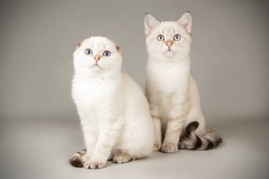 Renkli arka plan üzerinde İskoç kedi