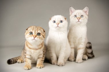 Renkli arka plan üzerinde İskoç kedi