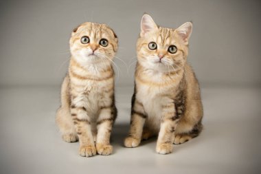 Renkli arka plan üzerinde İskoç kedi