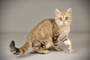 renkli arka plan üzerinde İskoç düz stenografi kedi