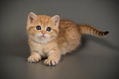 Britanya ile ilgili stenografi kedi renkli arka plan üzerinde