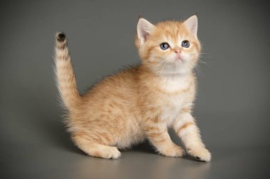 Britanya ile ilgili stenografi kedi renkli arka plan üzerinde