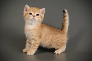 Britanya ile ilgili stenografi kedi renkli arka plan üzerinde