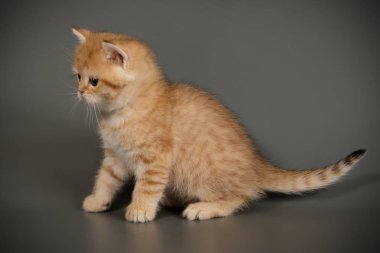 Britanya ile ilgili stenografi kedi renkli arka plan üzerinde