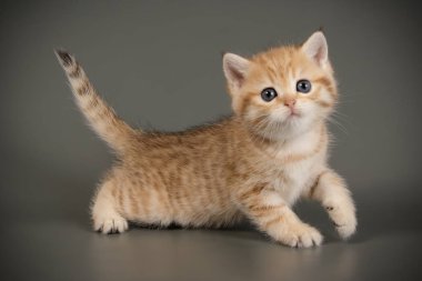 Britanya ile ilgili stenografi kedi renkli arka plan üzerinde