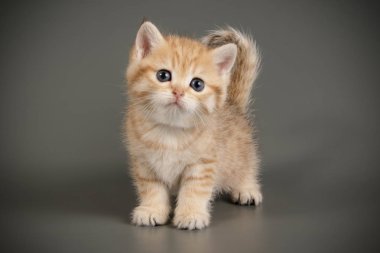 Britanya ile ilgili stenografi kedi renkli arka plan üzerinde